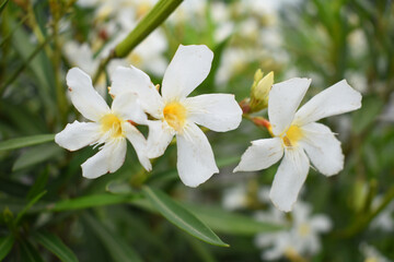 Nerium oleander in bloom, White siplicity bunch of flowers and green leaves on branches, Nerium Oleander shrub white flowers, ornamental shrub branches in daylight, bunch of flowers closeup