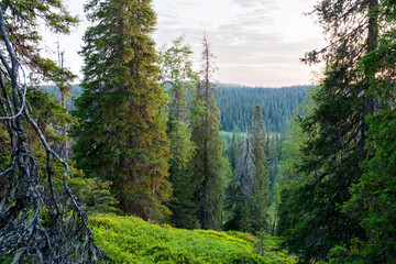 A view to a summery sparse old-growth forest growing on a slope in Riisitunturi National Park, Northern Finland