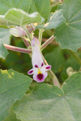 Obraz premium Martynia annua L. (MARTYNIACEAE) Common name: Cat's claw, Tiger's claw, Iceplant, Devil's claw, white purple flowers, wild flower, Devils Claws flower, Tiger Claws flower, Chakwal, Punjab, Pakistan