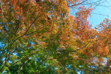 紅葉のオレンジ色と空のコントラスト
