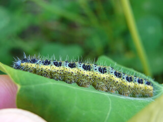 Bruco di cavolaia maggiore