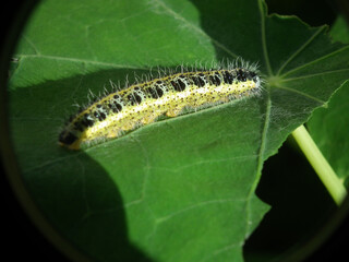 Bruco di cavolaia maggiore