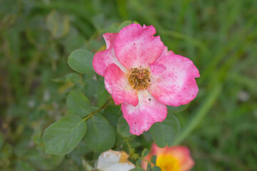 Fototapeta premium Beautiful pink rose flower closeup in garden, A very beautiful rose flower bloomed on the rose tree, Rose flower, bloom flowers, Natural spring flower, Nature