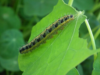 Bruco di cavolaia maggiore