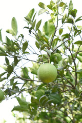 orange marigold flower blossom in garden, orange Mari Gold flowers for decorate garden, Close up of beautiful orange marigold flower. Nature, Marigold flowers bloom in the morning, Marigold