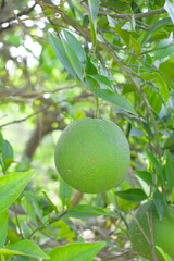 orange marigold flower blossom in garden, orange Mari Gold flowers for decorate garden, Close up of beautiful orange marigold flower. Nature, Marigold flowers bloom in the morning, Marigold