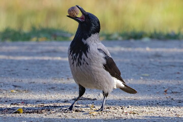 crow with nut