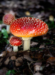 Group of red fly agaric musrooms