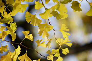 Ginkgo tree. Ginkgo biloba. Yellow leaves of ginkgo biloba tree. Branch with yellow leaves on ginkgo. Large golden foliage on branch. Natural foliage background