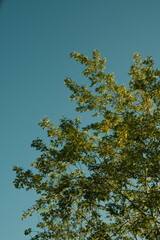 trees and sky