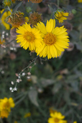 Golden Crownbeard (Also called Golden Crownbeard, Copen Daisy, golden crown beard) in the nature, Golden Crownbeard Flower closeup,Beautiful yellow flower closseup in nature Chakwal, Punjab, Pakistan