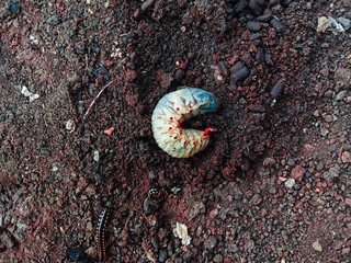 A rhinoceros beetle larva wriggling on wet soil.