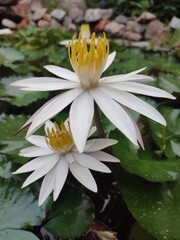 white water lily