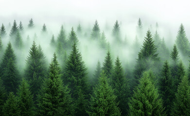 Fototapeta premium Dense evergreen forest with tall trees partially covered in mist, creating a serene and mystical atmosphere.