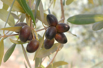 ripe black olives on tree closeup, Olive-tree branch with ripe black olives, olive tree plantation during harvest, ripe black olives on the tree with green leaves, olive tree Chakwal, Punjab, Pakistan