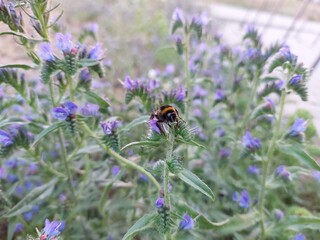 Bumblebee on a flower © Sylwia