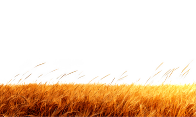 Golden wheat field isolate on transparent background, cutout, png