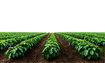 Lush green rows on rich soil isolate on transparent background, cutout, png