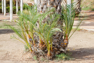 Young Palm Shoots Growing from Mature Palm Tree Trunk