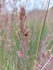Ladybug on a grass © Sylwia