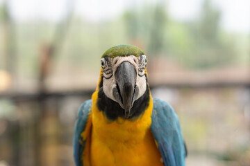 Colorful cockatoo on zoo park. Perching on branch of tree with blurry background
