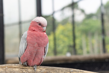 Colorful cockatoo on zoo park. Perching on branch of tree with blurry background