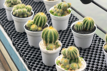 Side view of cactus in pot. Display for sell