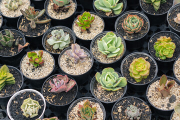 Flat lay of cactus on potted. Displaying for sell