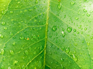 A leaf that has many raindrops.