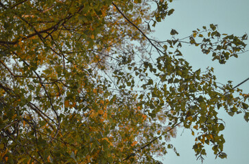 A tree with leaves that are yellow and brown. The leaves are scattered all over the tree. The sky is blue and clear.