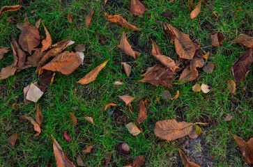 A field of grass with leaves scattered on the ground. The leaves are brown and the grass is green.