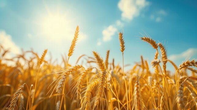 Golden wheat field under sunlight and blue sky. - Powered by Adobe