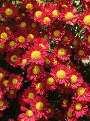 red and yellow flower