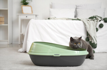 Cute grey cat near litter box at home