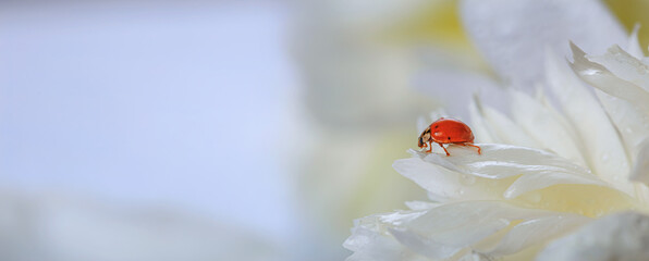 Delicate white peonies flowers and ladybird in petals, selective focus, close-up. Romantic banner with copy space for text