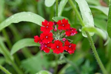 Several red flowers in a circle framed in green