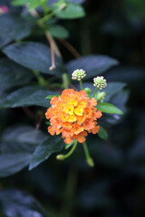 Macro image of a Yellow Sage bloom and buds covered with water drops, Derbyshire England
