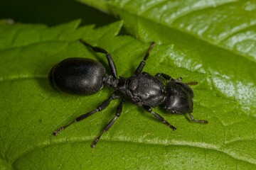 ant on leaf