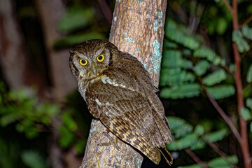 horned owl