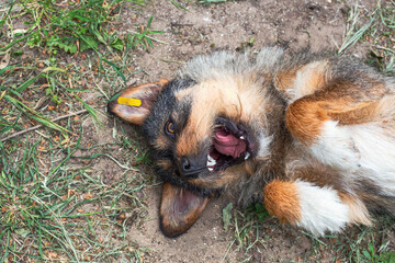 A cheerful dog with a brown muzzle and a tag in the ear lies on its back, opening its mouth with pleasure. A sterilized young homeless bitch