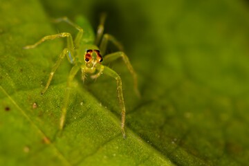 Green jump spider