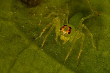 Green jump spider