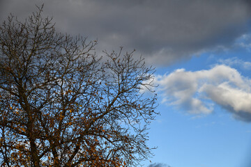 Bottom-up view green mangrove forest canopy. Natural carbon sink fight climate change. Sustainability in carbon-neutral ecosystems. Green and sustainable environment. Natural carbon