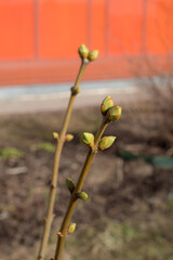 lilac branches with buds in early spring