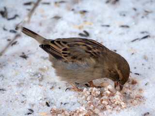 sparrow in the snow eats cereals