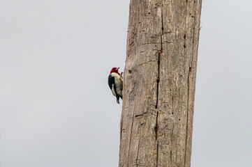 red woodpecker on a tree