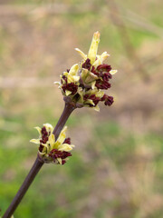 maple with buds closeup on a spring day
