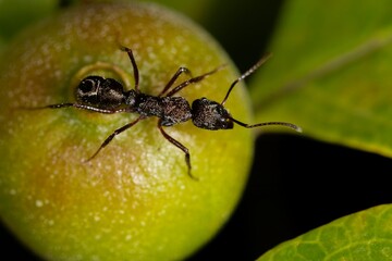 Ant