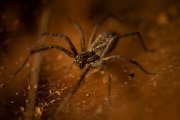 Wolf spider