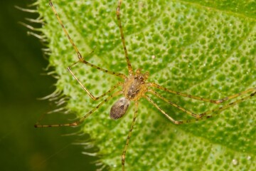 Spider on a leaf